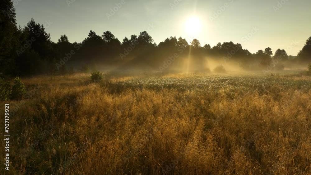 Canvas Prints morning mist in the forest