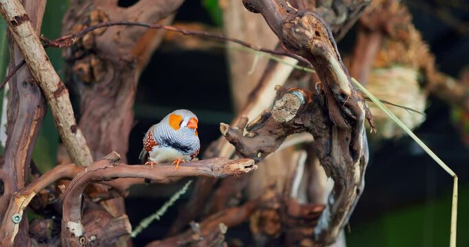 Zebra Finch in its habitat displays vibrant colorful grey feathers Zebra Finch example of intelligence nature's art. Zebra Finch embodies elegance and diversity of beautiful animal world.