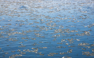 Pieces of ice floating on the surface of the water