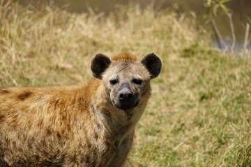 Fototapeta premium african wildlife, hyena, grass