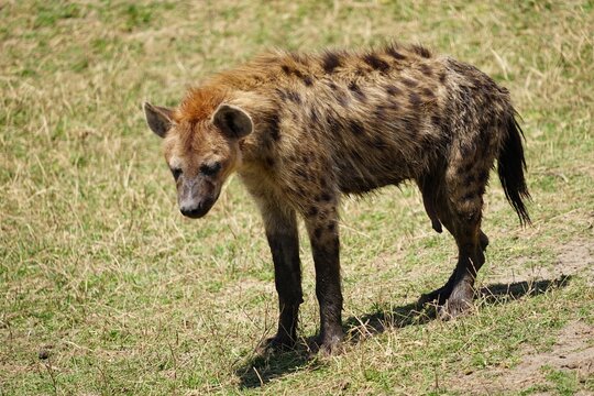 african wildlife, hyena, grass