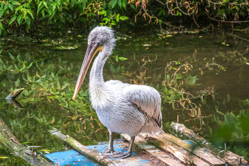 One pelican stands on the shore of the pond at the zoo. Green water in the pond. Close-up