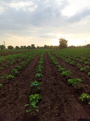 Obraz premium Sunset at Farm
