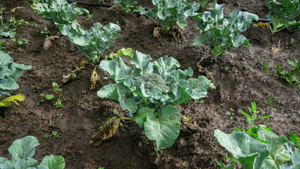 green broccoli plant seen from the front in the middle of a planted field