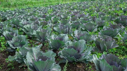 field planted with purple cabbage plants in daylight