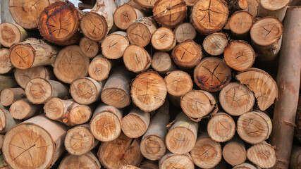 round dry wood logs cut and stacked with daylight