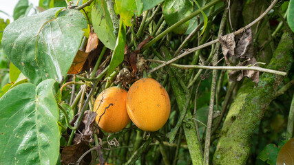 two ripe passion fruits hanging from the plant, surrounded by green leaves