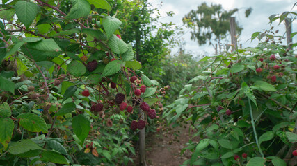 blackberry fruits hanging from the plant surrounded by green leaves in the middle of a blackberry plantation in daylight
