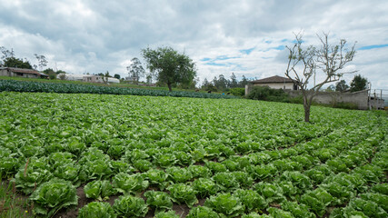 field planted with lettuce plants with small houses and trees in the background and cloudy sky with daylight