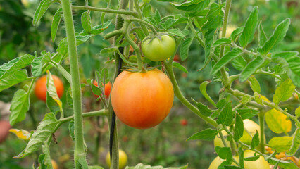 red and green tomatoes hanging from the plant surrounded by green leaves in daylight