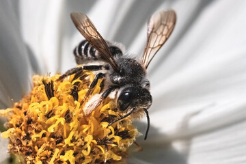 Close up of a native hairy Megachile Leafcutter Bee striped abdomen pollinating a white cosmos flower. Long Island, New York USA