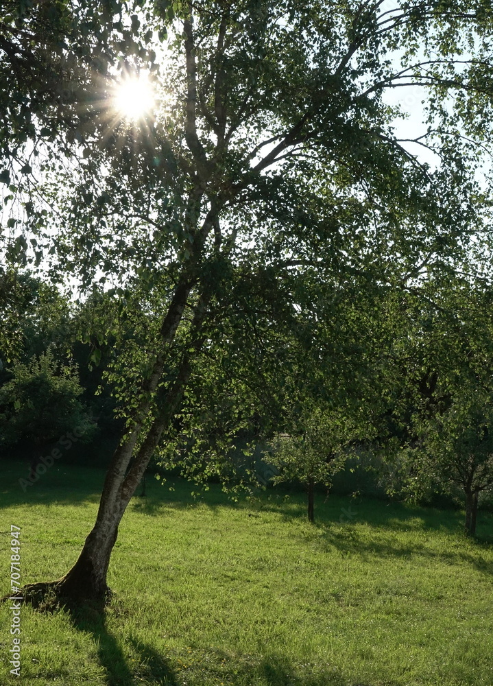 Wall mural baum im gegenlicht