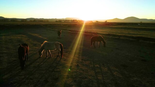 Horses Walking Free in the Paddock Horses are Free