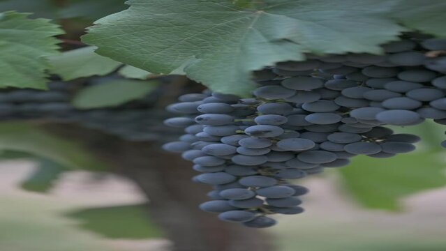 Primer plano de racimo de uvas tintas