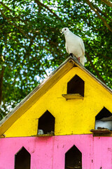 Close up and bokeh of an adult white dove in the park on a hot day. Wild pigeons perch in colorful artificial tree houses
