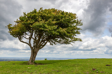 Hawthorn tree growing on the South Downs