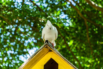 Close up and bokeh of an adult white dove in the park on a hot day. Wild pigeons perch in colorful...