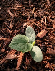 A cucumber seedling emerges from the soil to reach for the sun