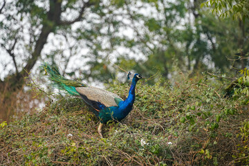 Obraz premium a peacock on the tree