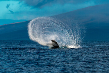Humpback Whale Tail Fluke Peduncle Throw
