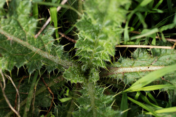 young plant of Marsh thistle or European swamp thistle (Cirsium palustre)