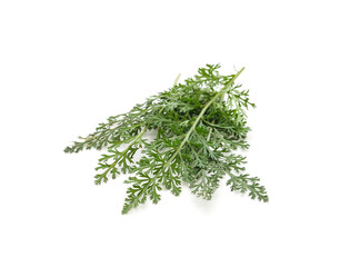 Bunch of green grass.