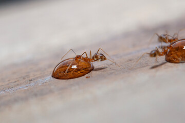 Close up of red ant with water drop on wooden floor background.