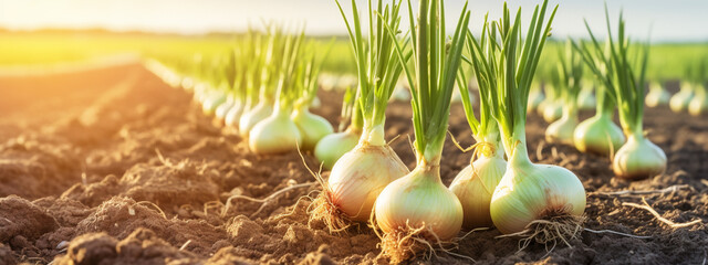 close-up rows of onions a good harvest