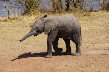 african wildlife, elephant, baby, offspring, savannah, grass