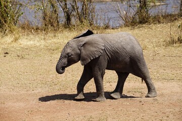 african wildlife, elephant, baby, offspring, savannah, grass