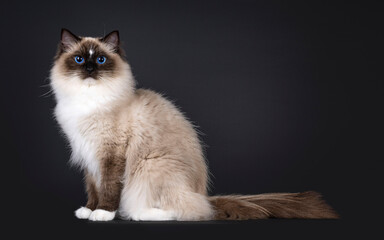 Beautiful young adult seal Ragdoll cat, sitting up straight side ways. Looking to camera with...