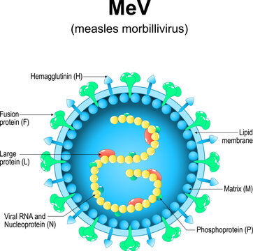 measles morbillivirus structure