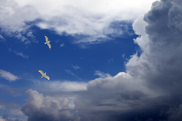 Two seagulls hover in sky - 707198185