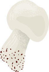 Realistic mushroom vector illustration. Single champignon with detailed cap and stem, isolated on white. Edible fungi and natural food vector illustration.