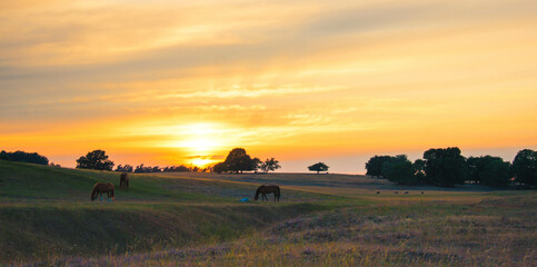 Peaceful scenery with horses and sunset in Haväng, Österlen, Sweden. Selective focus.
 - obrazy, fototapety, plakaty