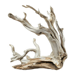 Bleached driftwood isolated on transparent background