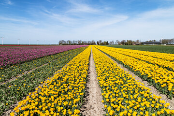 Rows of tulips with different colors on a flower bulb field in Flevoland.