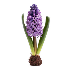 Hyacinth isolated on transparent background