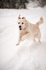 A white dog running in the snow 5482.