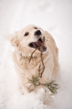 The image contains a dog, specifically a golden retriever, holding a stick in its mouth. 5484