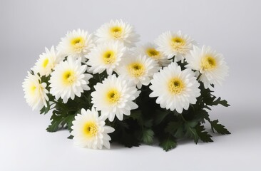 Obraz premium white-yellow chrysanthemums on white background. natural flower background