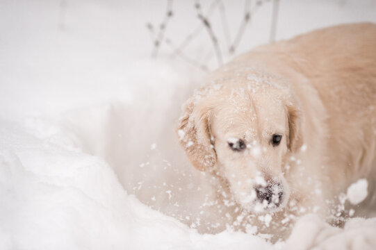 A golden retriever puppy resting in the snow 5499.