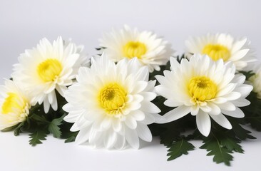 Obraz premium white-yellow chrysanthemums on white background. natural flower background