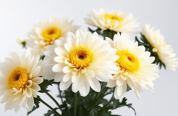 white-yellow chrysanthemums on white background. natural flower background