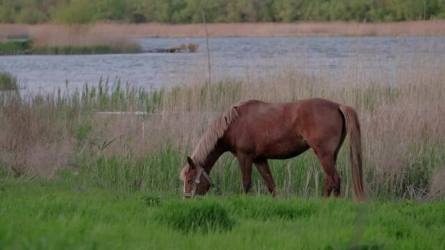 Video of beautiful young horse eating grass near river during summer time.