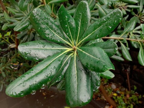 Foglie di pitosforo, in primo piano, con gocce di pioggia.