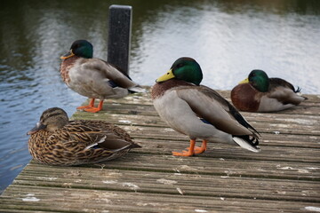 A group of Mallard ducks resting on jetty beside lake. water birds at duck pond. 