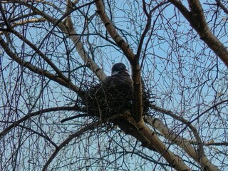 Pigeon nest in the crown of a tree.