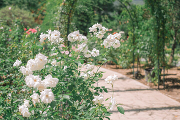 Pristine White Roses Flourishing in a Sunlit Garden