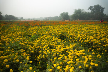 Vast field of yellow marigold flowers at valley of flowers, Khirai, West Bengal, India. Flowers are...